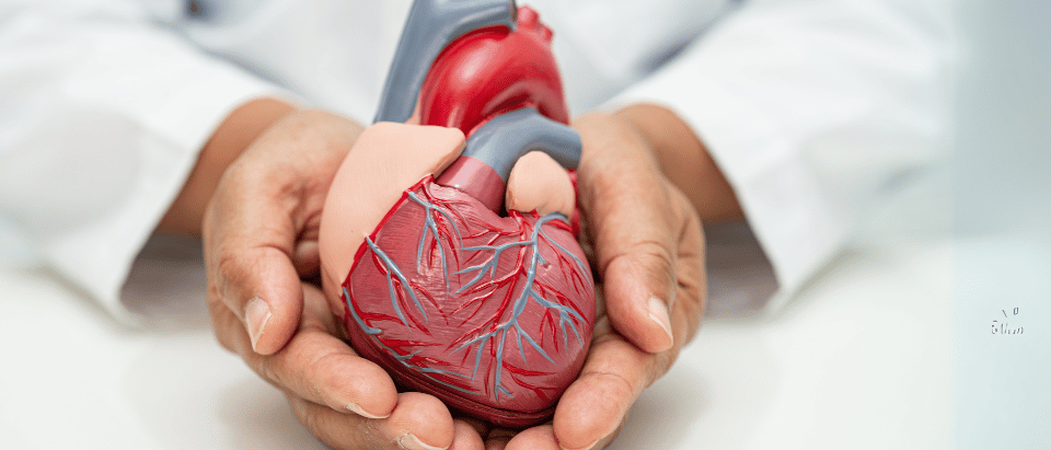 Cardiovascular